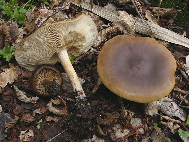 Funghi.......dalle parti di mauretto....